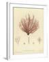 British Sea-Weed-null-Framed Giclee Print