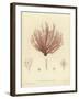 British Sea-Weed-null-Framed Giclee Print