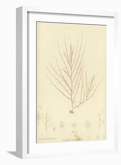 British Sea-Weed-null-Framed Giclee Print