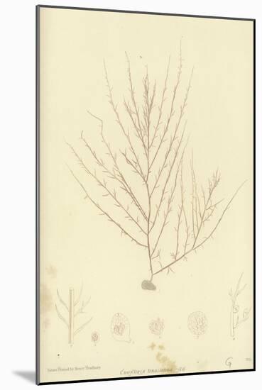 British Sea-Weed-null-Mounted Giclee Print