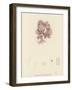 British Sea-Weed-null-Framed Giclee Print