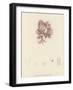 British Sea-Weed-null-Framed Giclee Print