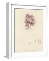 British Sea-Weed-null-Framed Giclee Print