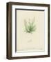 British Sea-Weed-null-Framed Premium Giclee Print