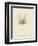 British Sea-Weed-null-Framed Premium Giclee Print