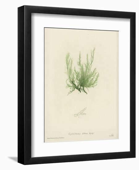 British Sea-Weed-null-Framed Premium Giclee Print