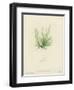 British Sea-Weed-null-Framed Premium Giclee Print