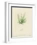 British Sea-Weed-null-Framed Premium Giclee Print