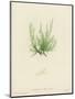 British Sea-Weed-null-Mounted Premium Giclee Print