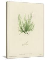 British Sea-Weed-null-Stretched Canvas