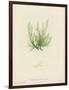 British Sea-Weed-null-Framed Giclee Print