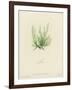 British Sea-Weed-null-Framed Giclee Print