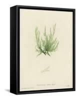 British Sea-Weed-null-Framed Stretched Canvas