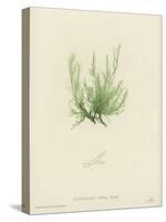 British Sea-Weed-null-Stretched Canvas