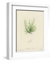 British Sea-Weed-null-Framed Giclee Print