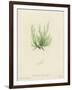 British Sea-Weed-null-Framed Giclee Print