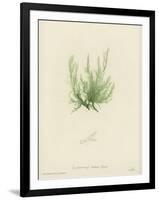 British Sea-Weed-null-Framed Giclee Print