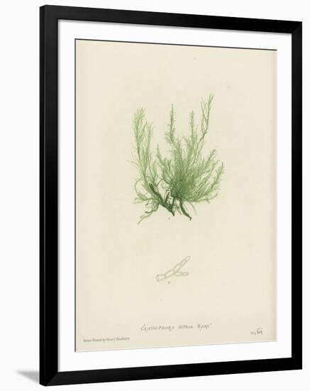 British Sea-Weed-null-Framed Giclee Print