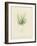 British Sea-Weed-null-Framed Giclee Print