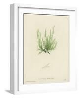 British Sea-Weed-null-Framed Giclee Print