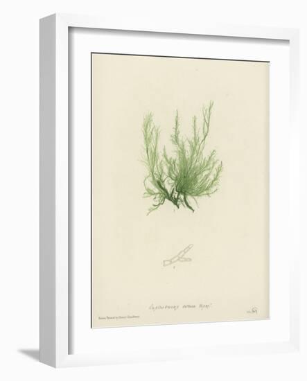 British Sea-Weed-null-Framed Giclee Print