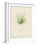 British Sea-Weed-null-Framed Giclee Print