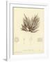 British Sea-Weed-null-Framed Giclee Print