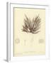 British Sea-Weed-null-Framed Giclee Print