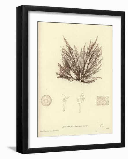 British Sea-Weed-null-Framed Giclee Print