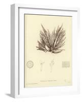 British Sea-Weed-null-Framed Giclee Print