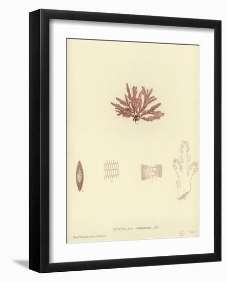 British Sea-Weed-null-Framed Giclee Print