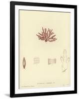 British Sea-Weed-null-Framed Giclee Print