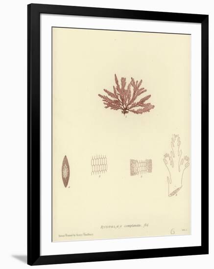 British Sea-Weed-null-Framed Giclee Print