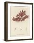 British Sea-Weed-null-Framed Giclee Print