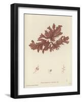 British Sea-Weed-null-Framed Giclee Print