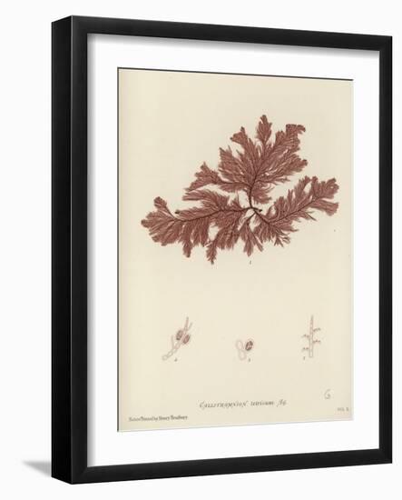 British Sea-Weed-null-Framed Giclee Print