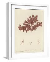 British Sea-Weed-null-Framed Giclee Print