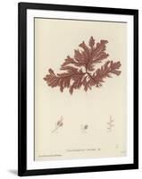 British Sea-Weed-null-Framed Giclee Print