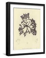 British Sea-Weed-null-Framed Giclee Print