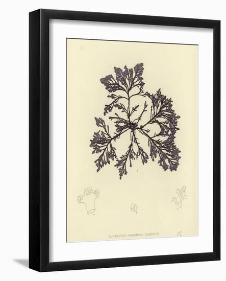 British Sea-Weed-null-Framed Giclee Print