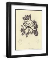 British Sea-Weed-null-Framed Premium Giclee Print