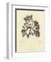 British Sea-Weed-null-Framed Premium Giclee Print