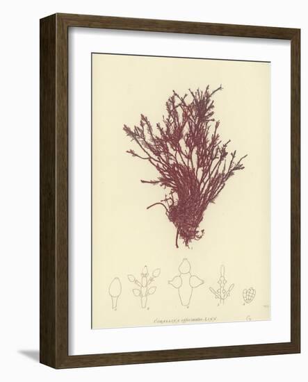 British Sea-Weed-null-Framed Giclee Print