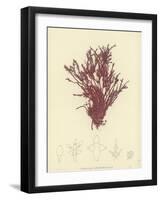 British Sea-Weed-null-Framed Giclee Print