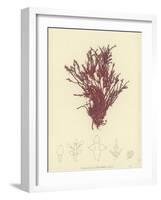 British Sea-Weed-null-Framed Giclee Print