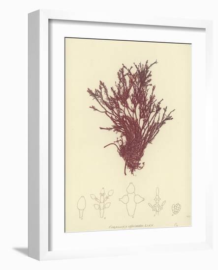 British Sea-Weed-null-Framed Giclee Print