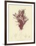 British Sea-Weed-null-Framed Giclee Print