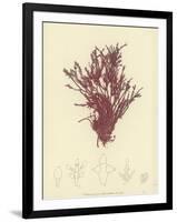 British Sea-Weed-null-Framed Giclee Print