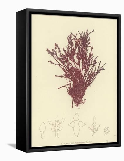 British Sea-Weed-null-Framed Stretched Canvas