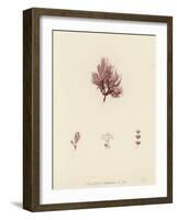 British Sea-Weed-null-Framed Giclee Print